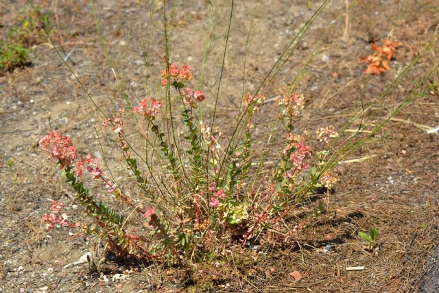 Euphorbia barrelieri / Euforbia di Barrelier