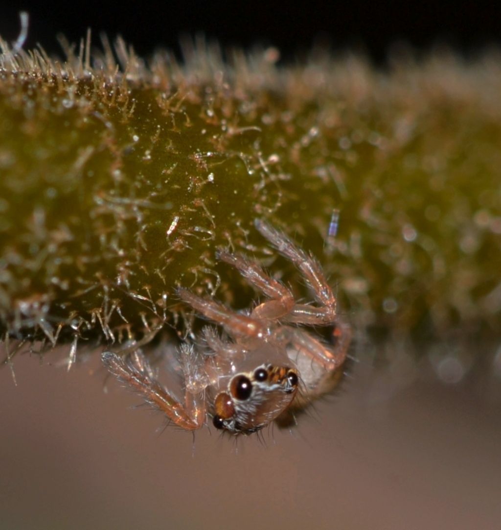 Salticidae da identificare