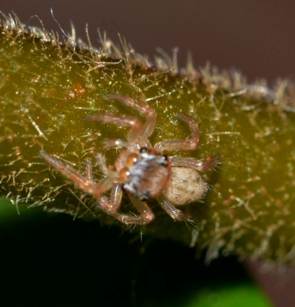 Salticidae da identificare