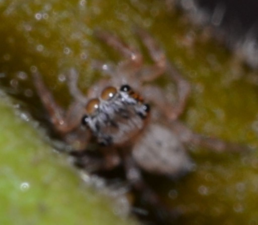 Salticidae da identificare