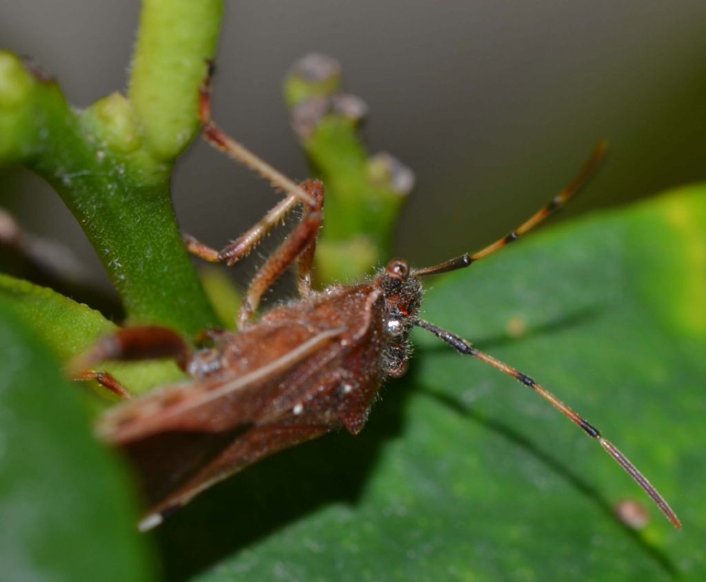 Reduviidae? No. Alydide: Camptopus lateralis