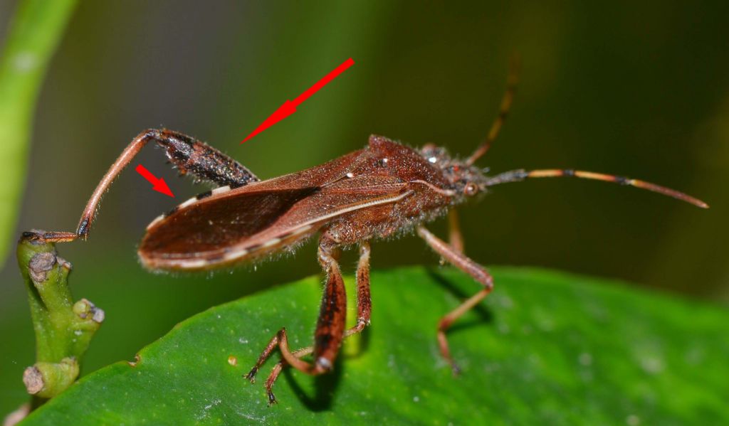 Reduviidae? No. Alydide: Camptopus lateralis