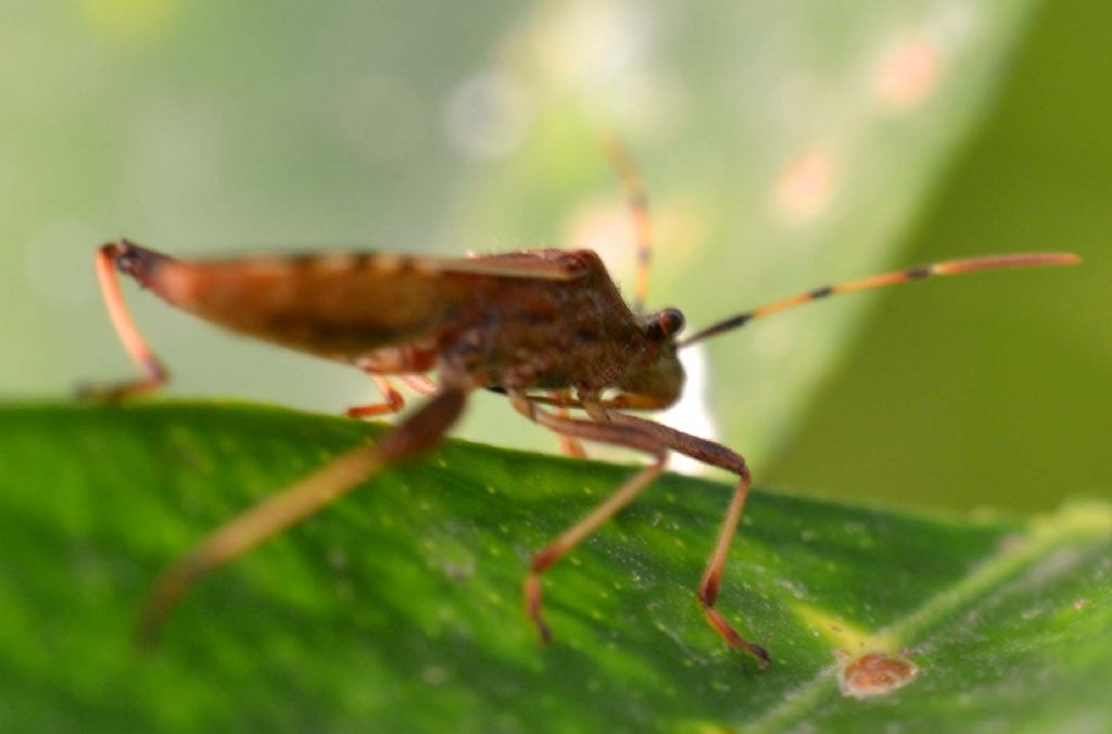 Reduviidae? No. Alydide: Camptopus lateralis