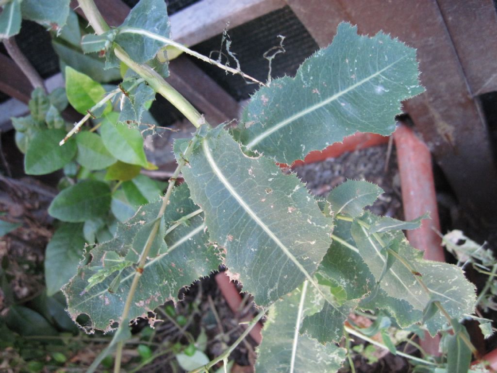 Pianta da determinare - Lactuca sp.