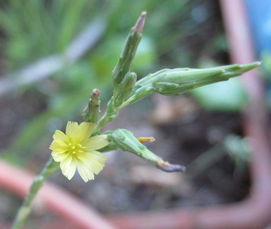 Pianta da determinare - Lactuca sp.