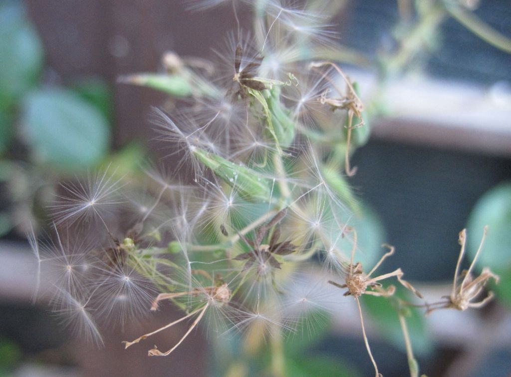 Pianta da determinare - Lactuca sp.