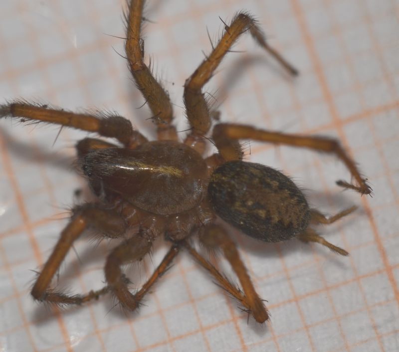 Maschio di Lycosoides coarctata - Grosseto (GR)