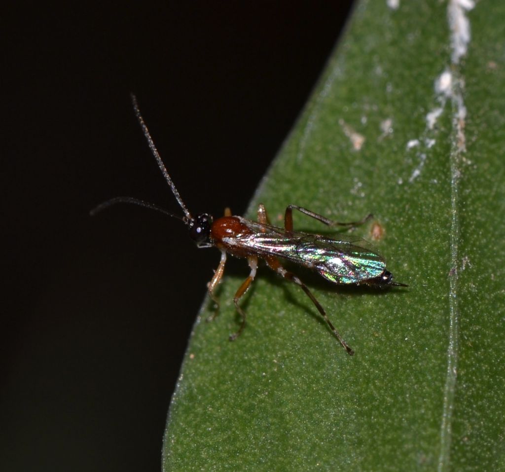 Ichneumonidae