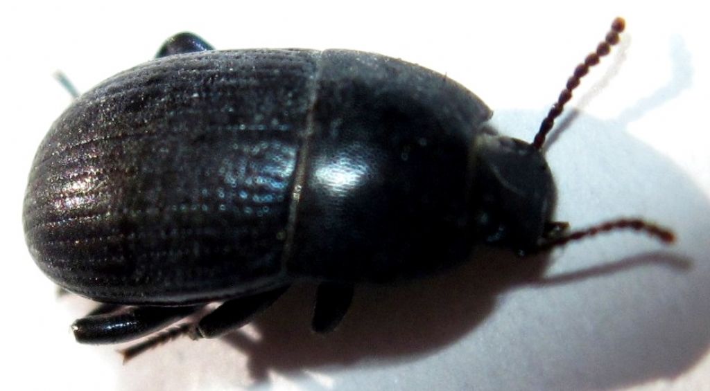 Coleottero da identificare (113): Pedinus meridianus