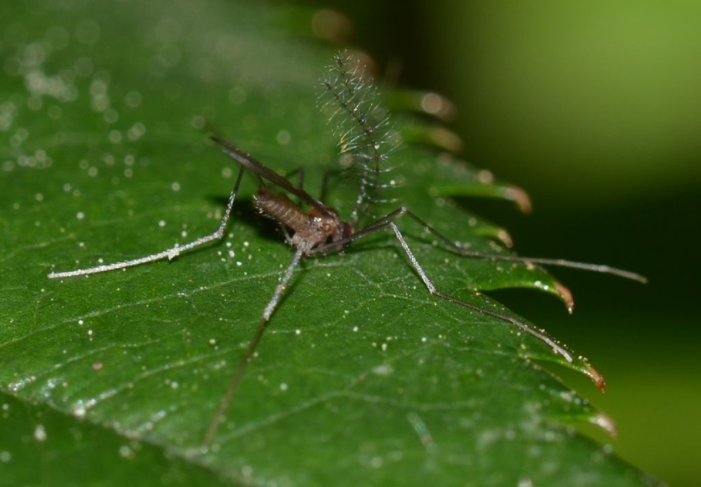 Dittero Cecidomyiidae