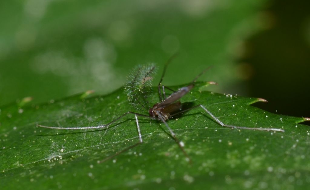 Dittero Cecidomyiidae