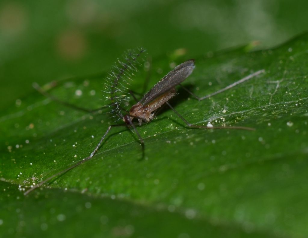 Dittero Cecidomyiidae