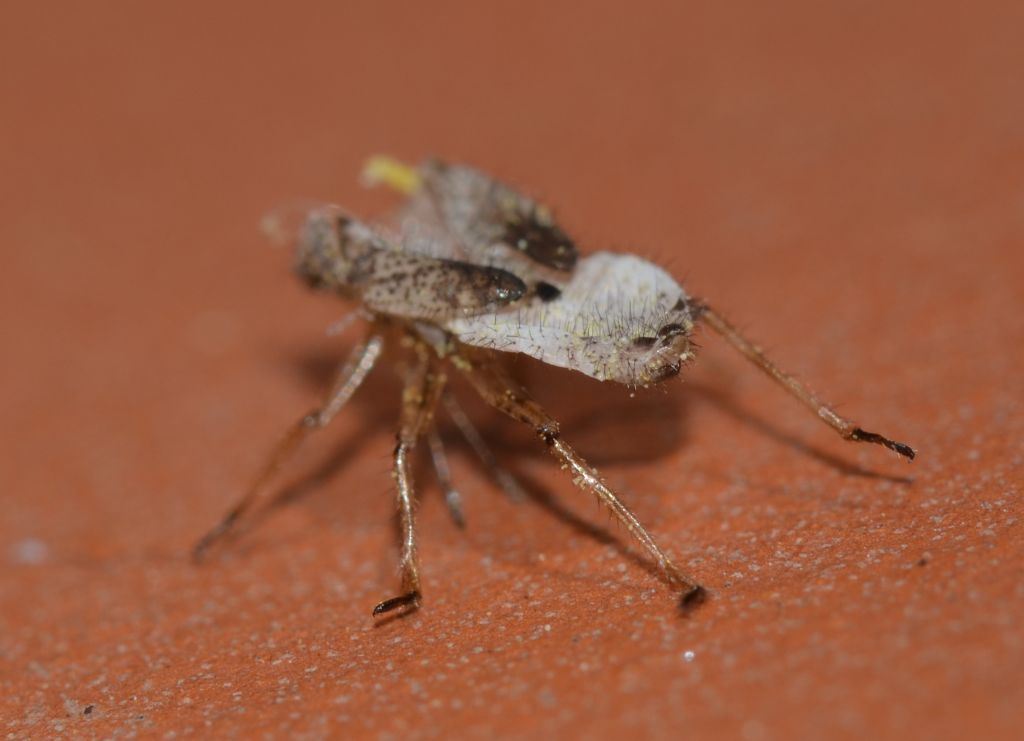 Exuvia dittero