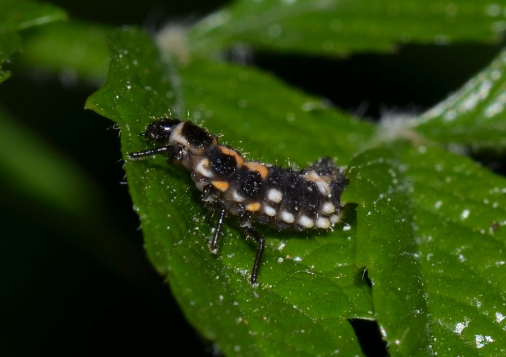 Larva di coccinella