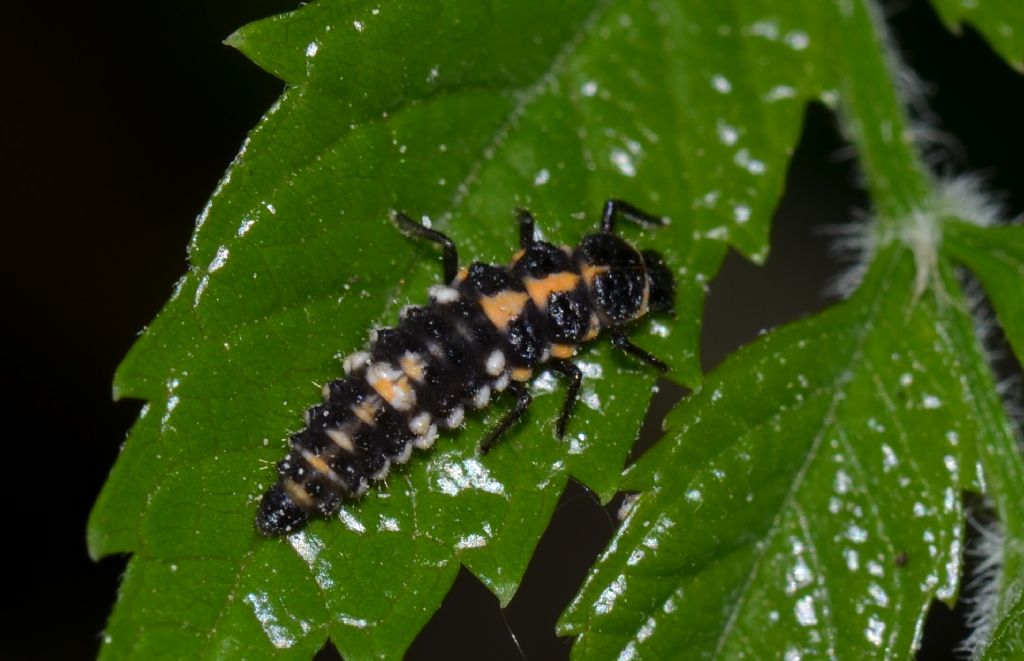 Larva di coccinella