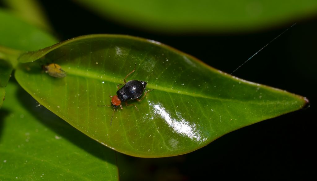 Ebaeus sp. (Malachiidae)