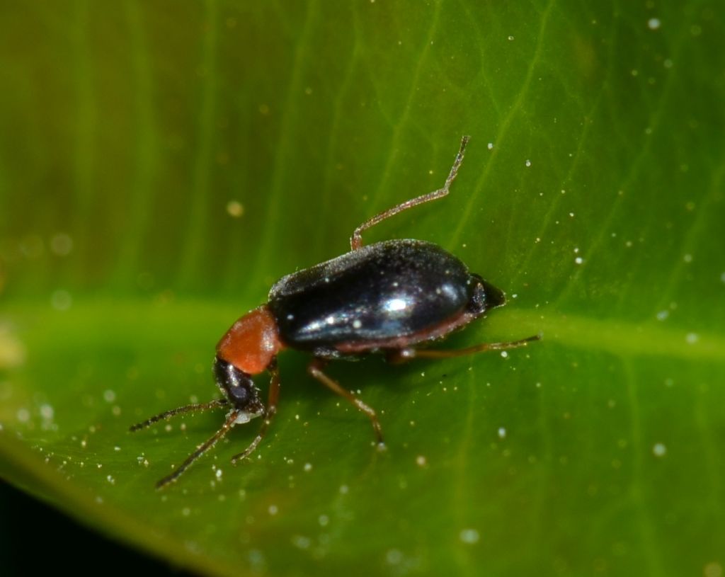 Ebaeus sp. (Malachiidae)