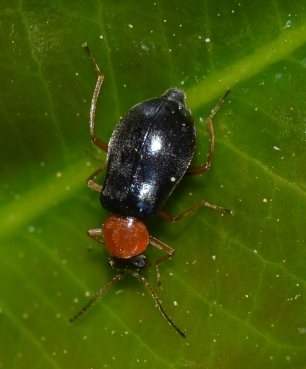 Ebaeus sp. (Malachiidae)