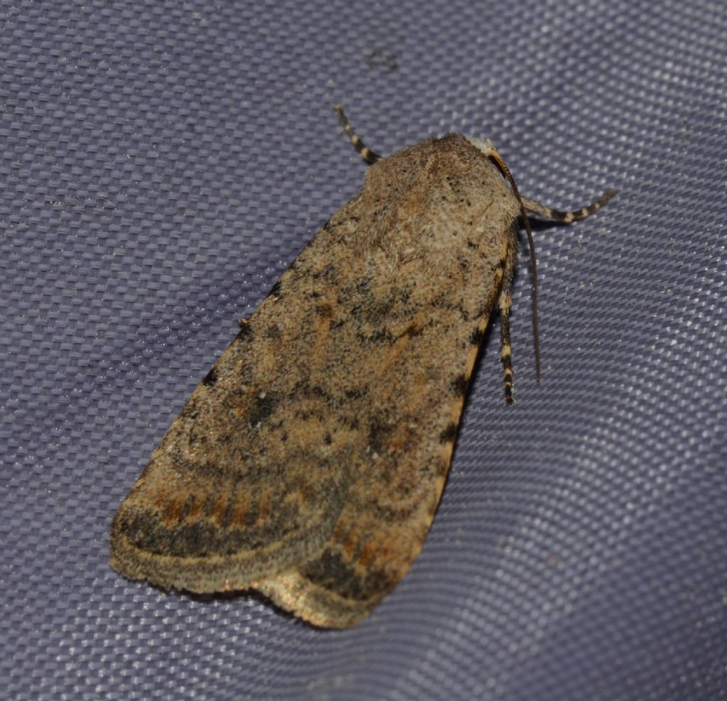 Noctuidae?