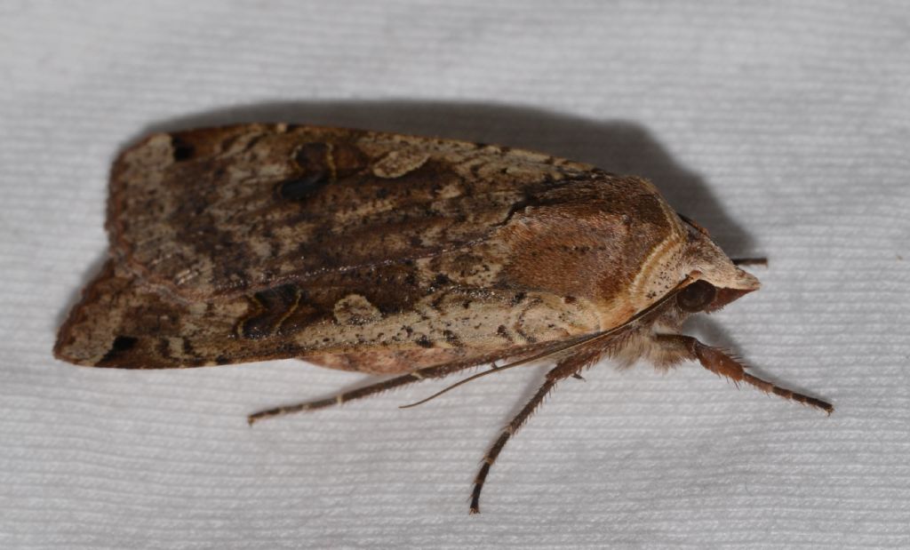 Noctuidae?