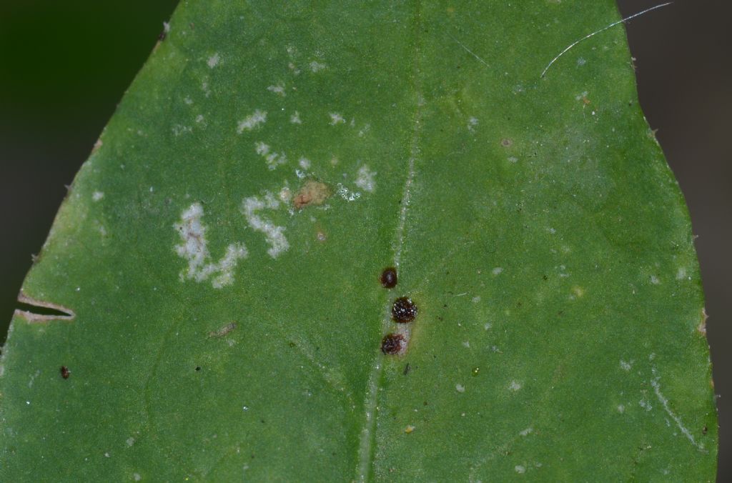 Chloropidae? No. Agromyzidae: Phytomyza sp. e Liriomyza sp.