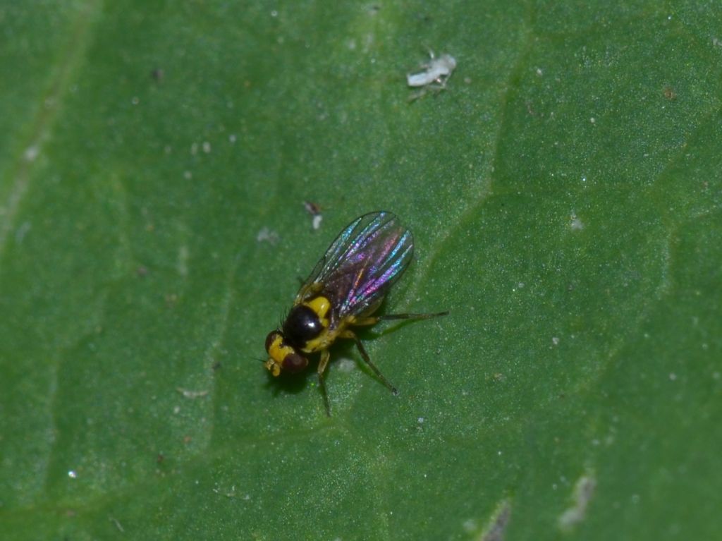 Chloropidae? No. Agromyzidae: Phytomyza sp. e Liriomyza sp.