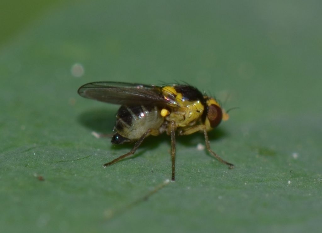 Chloropidae? No. Agromyzidae: Phytomyza sp. e Liriomyza sp.