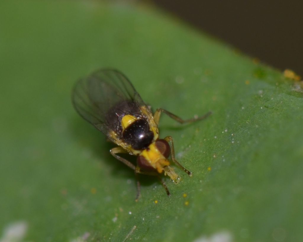 Chloropidae? No. Agromyzidae: Phytomyza sp. e Liriomyza sp.