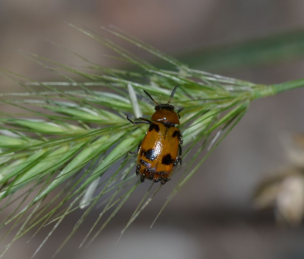 Macrolenes dentipes