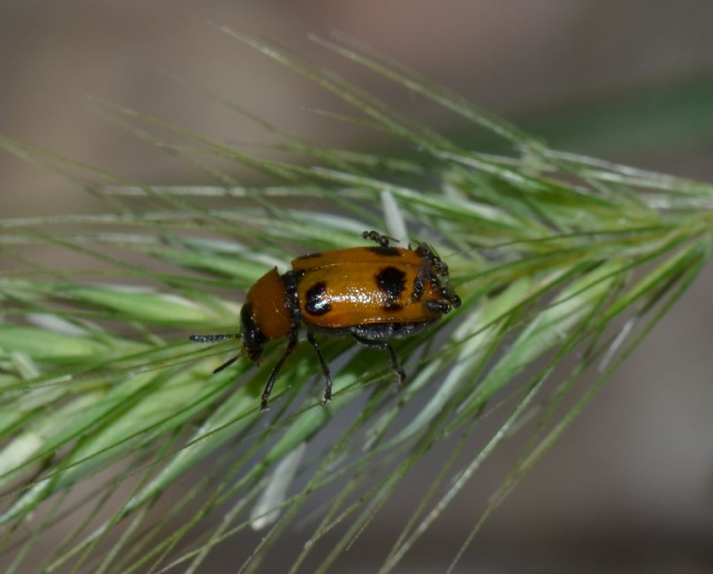 Macrolenes dentipes