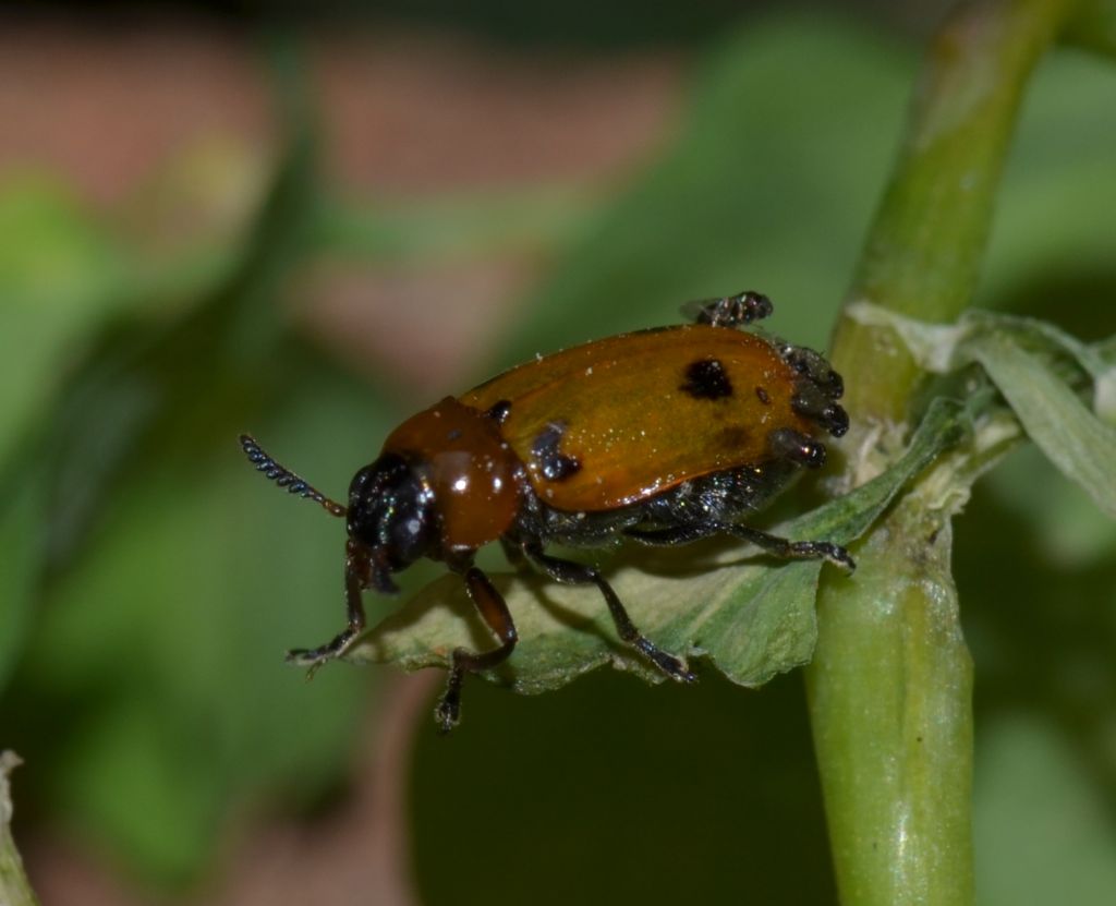 Macrolenes dentipes