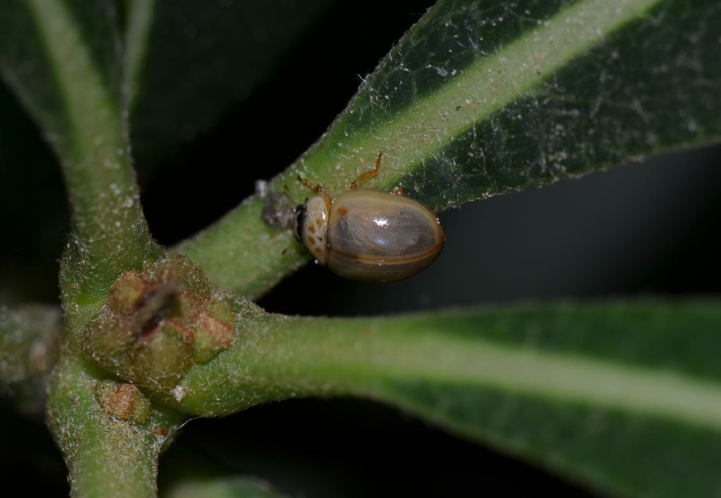 Coccinellidae neosfarfallato da identificare