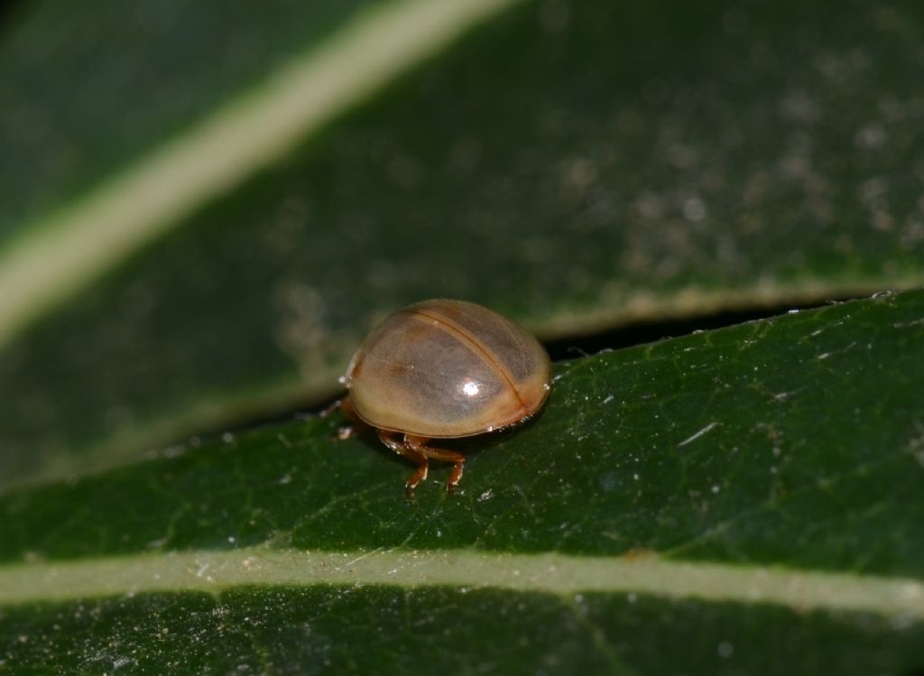 Coccinellidae neosfarfallato da identificare