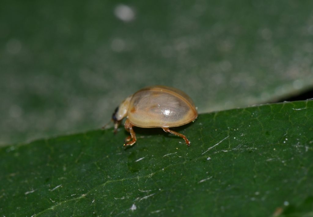 Coccinellidae neosfarfallato da identificare