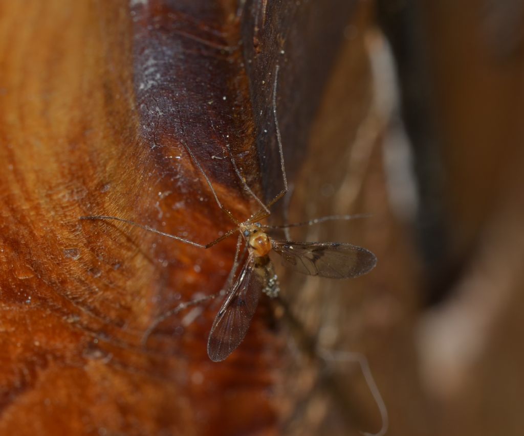 Diptera  Keroplatidae  Macrocera sp ?