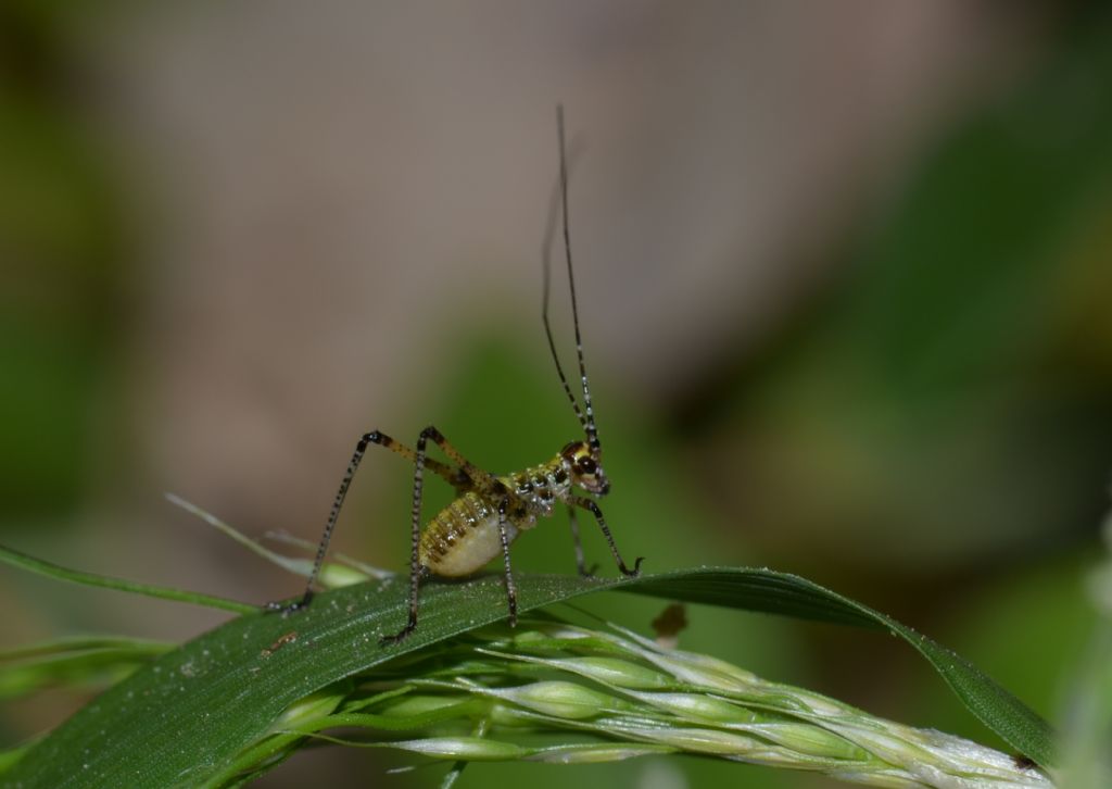 Ortottero da identificare