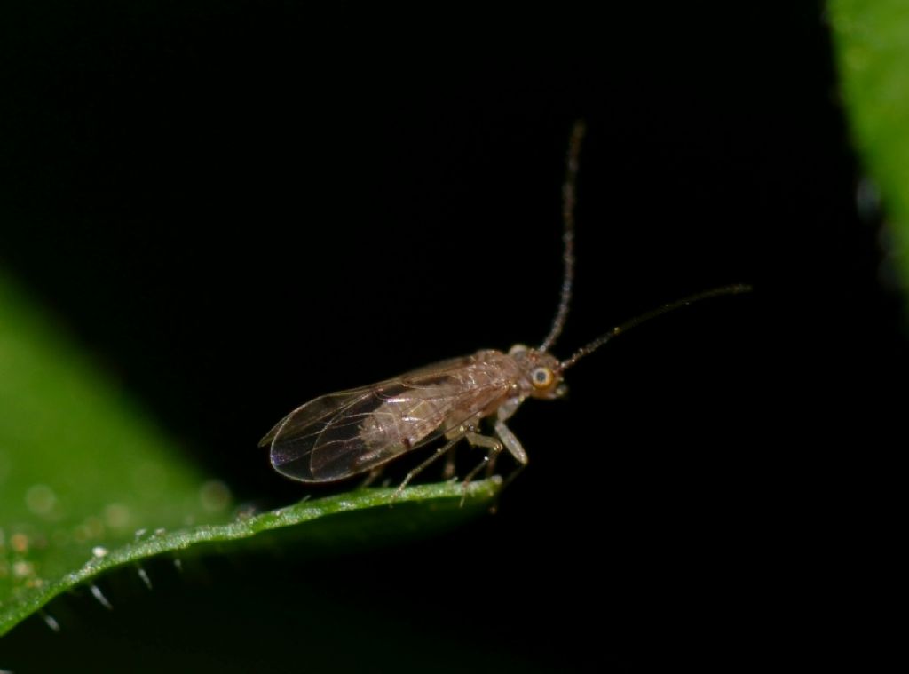 Psyllidae o Psocoptera?