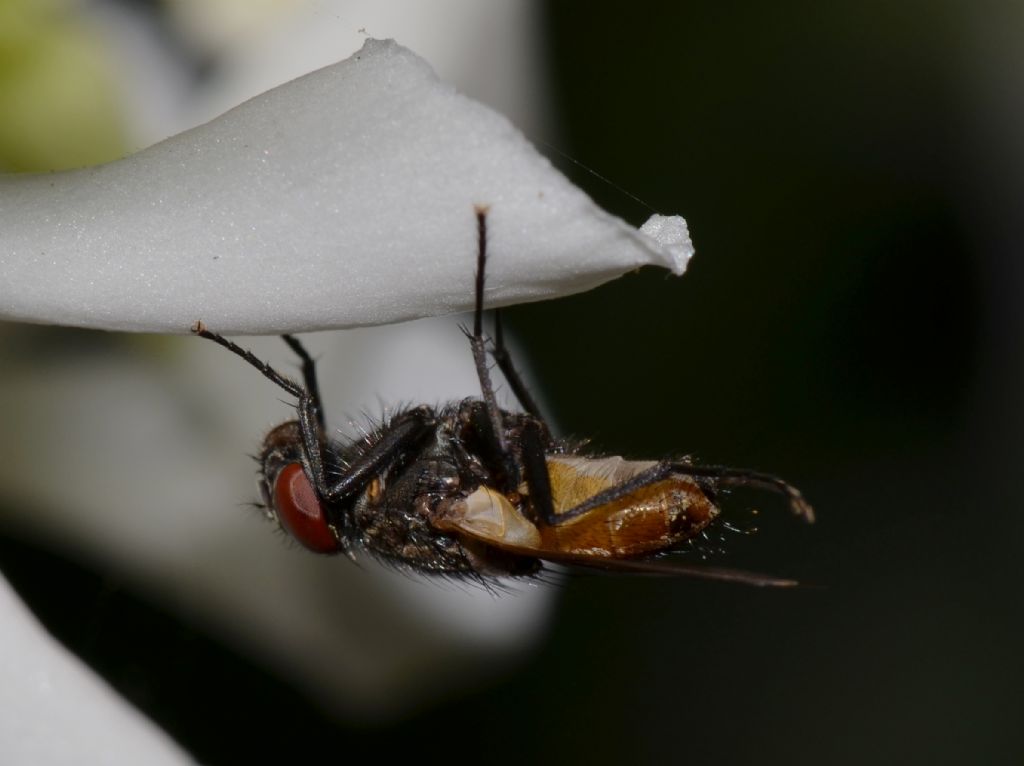 Musca domestica