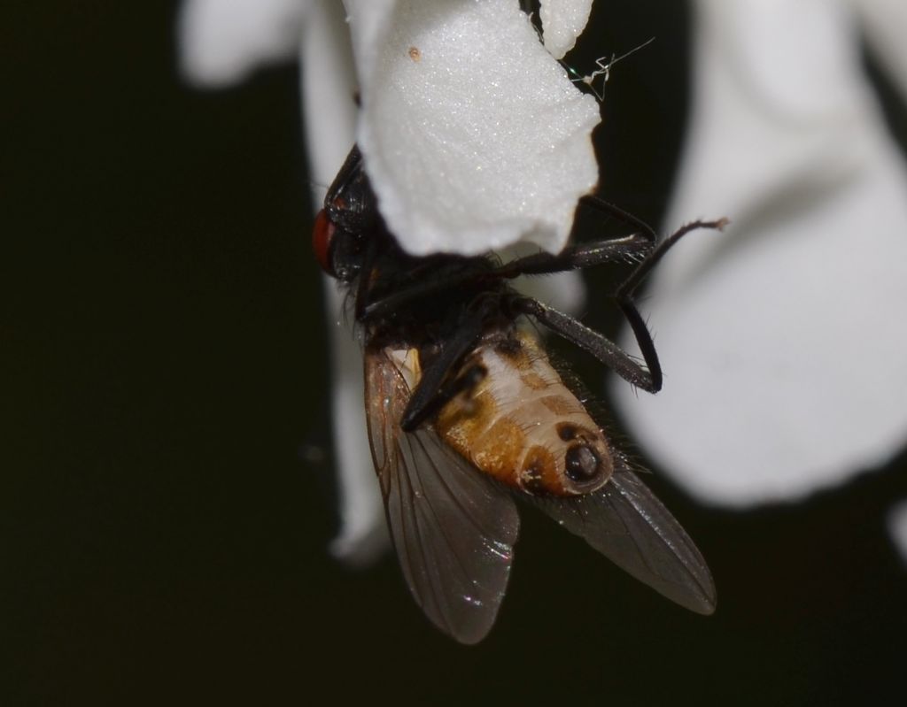 Musca domestica