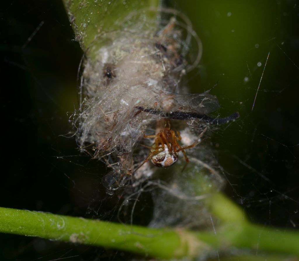 Theridion sp.?