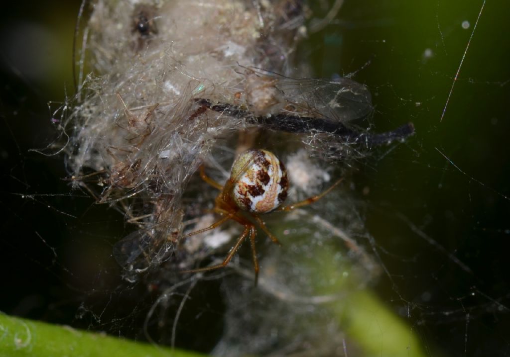 Theridion sp.?