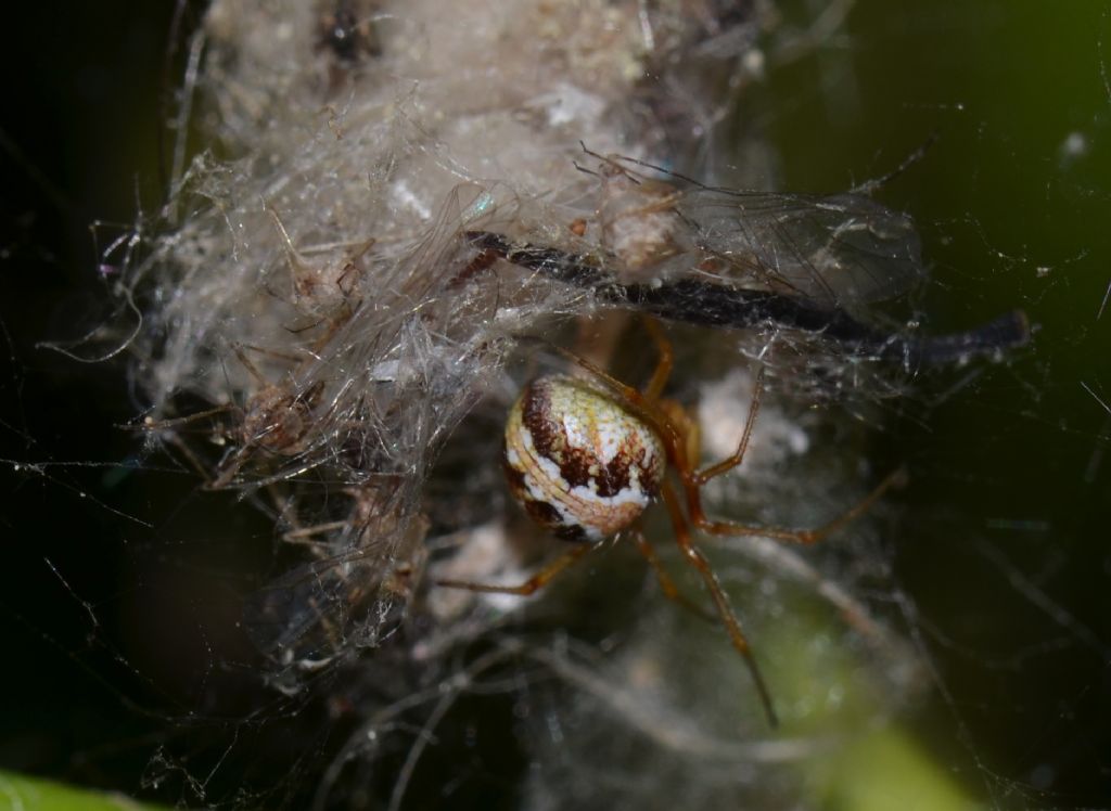 Theridion sp.?