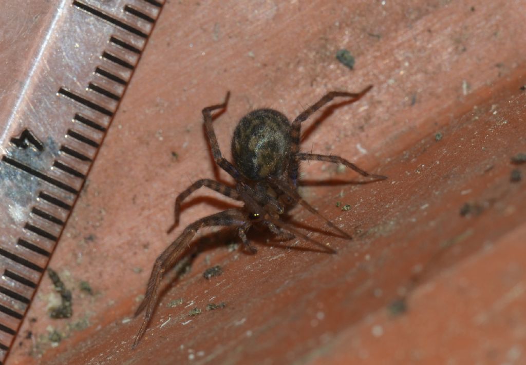 Amaurobiidae? No. Agelenidae: Tegenaria sp. - Grosseto