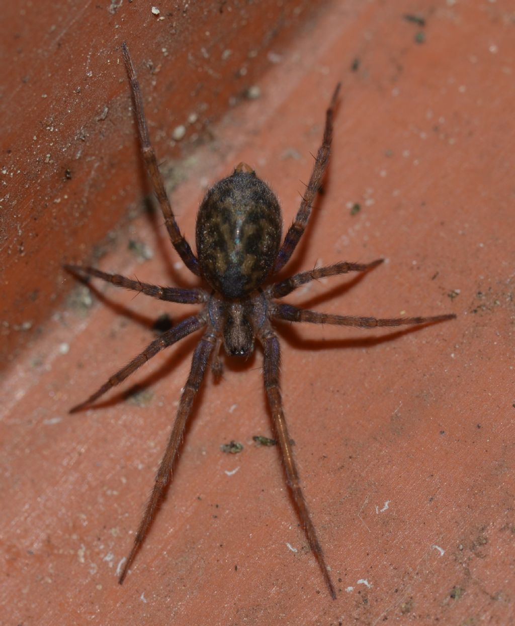 Amaurobiidae? No. Agelenidae: Tegenaria sp. - Grosseto