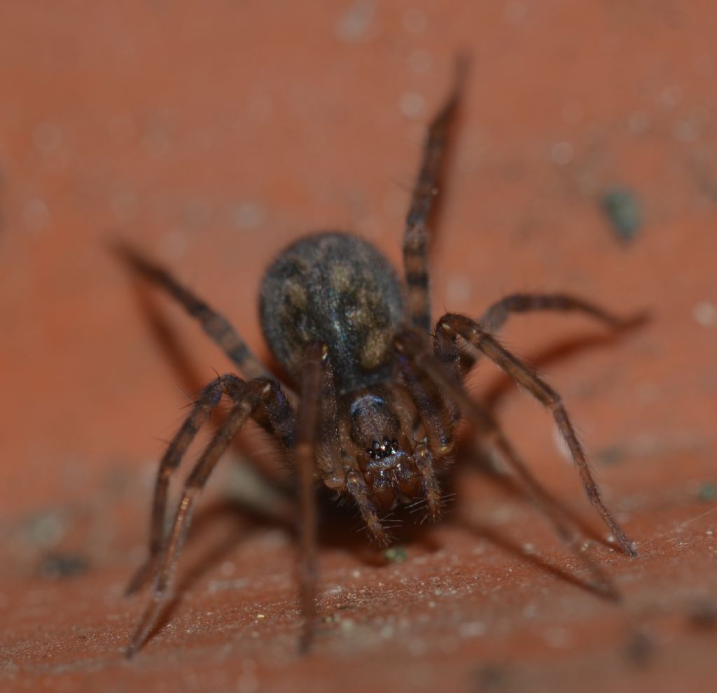 Amaurobiidae? No. Agelenidae: Tegenaria sp. - Grosseto