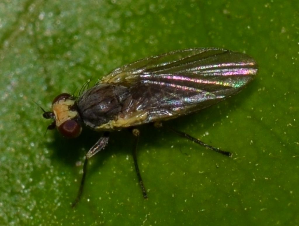 Chloropidae? No. Agromyzidae: Phytomyza sp. e Liriomyza sp.