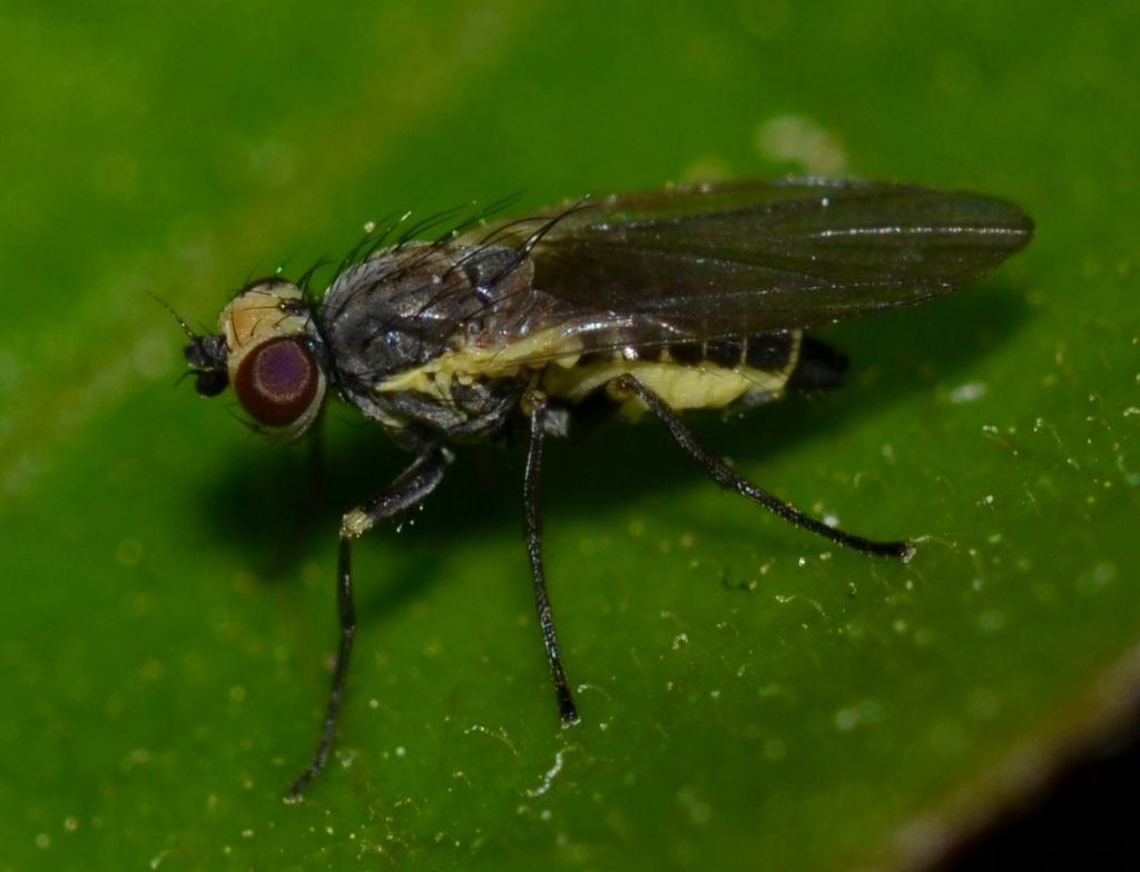 Chloropidae? No. Agromyzidae: Phytomyza sp. e Liriomyza sp.