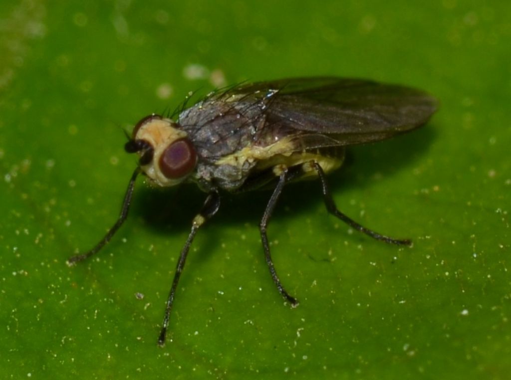 Chloropidae? No. Agromyzidae: Phytomyza sp. e Liriomyza sp.