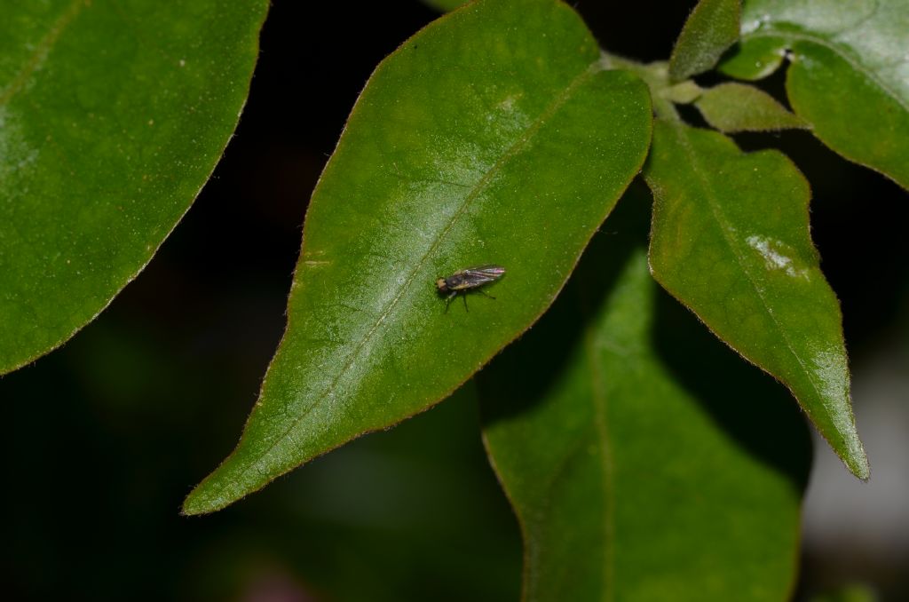 Chloropidae? No. Agromyzidae: Phytomyza sp. e Liriomyza sp.