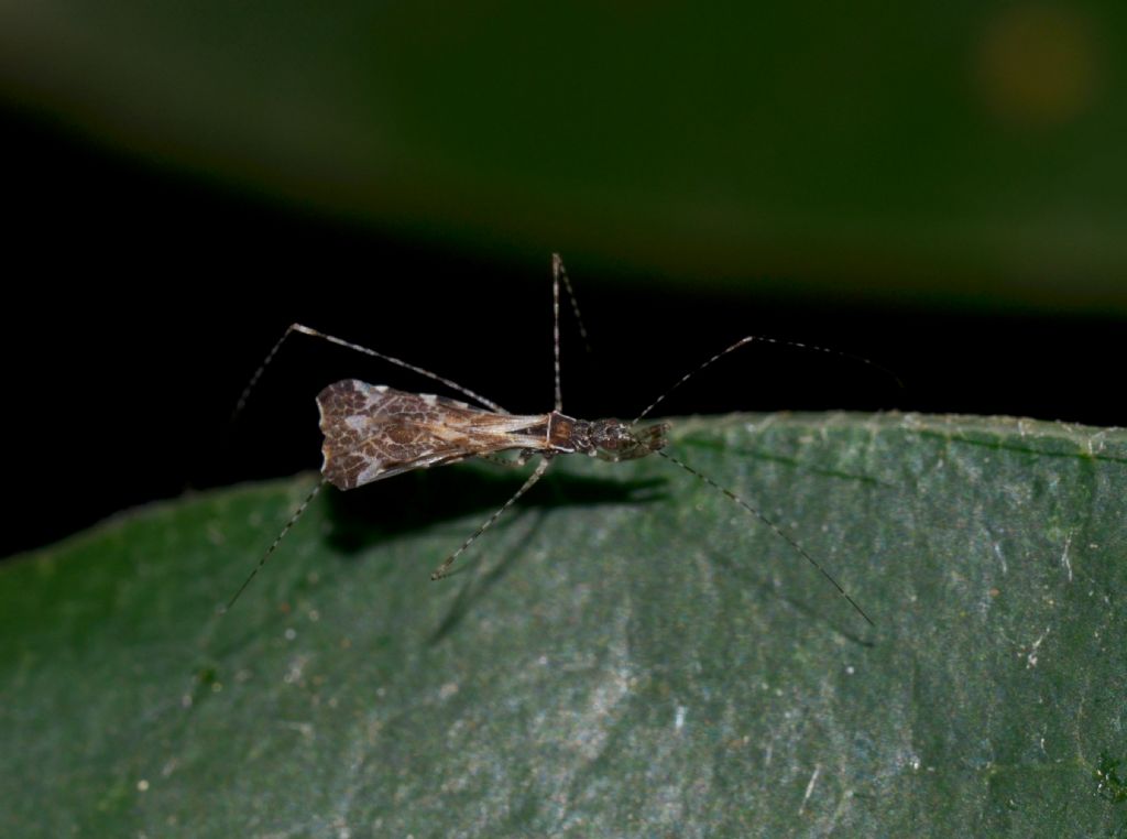 Reduviidae Empicoris sp. ? (297)